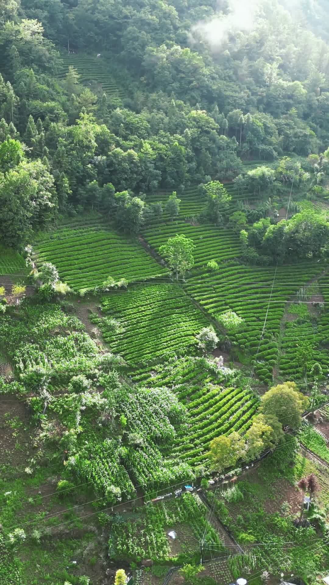 航拍农业种植茶园视频的预览图