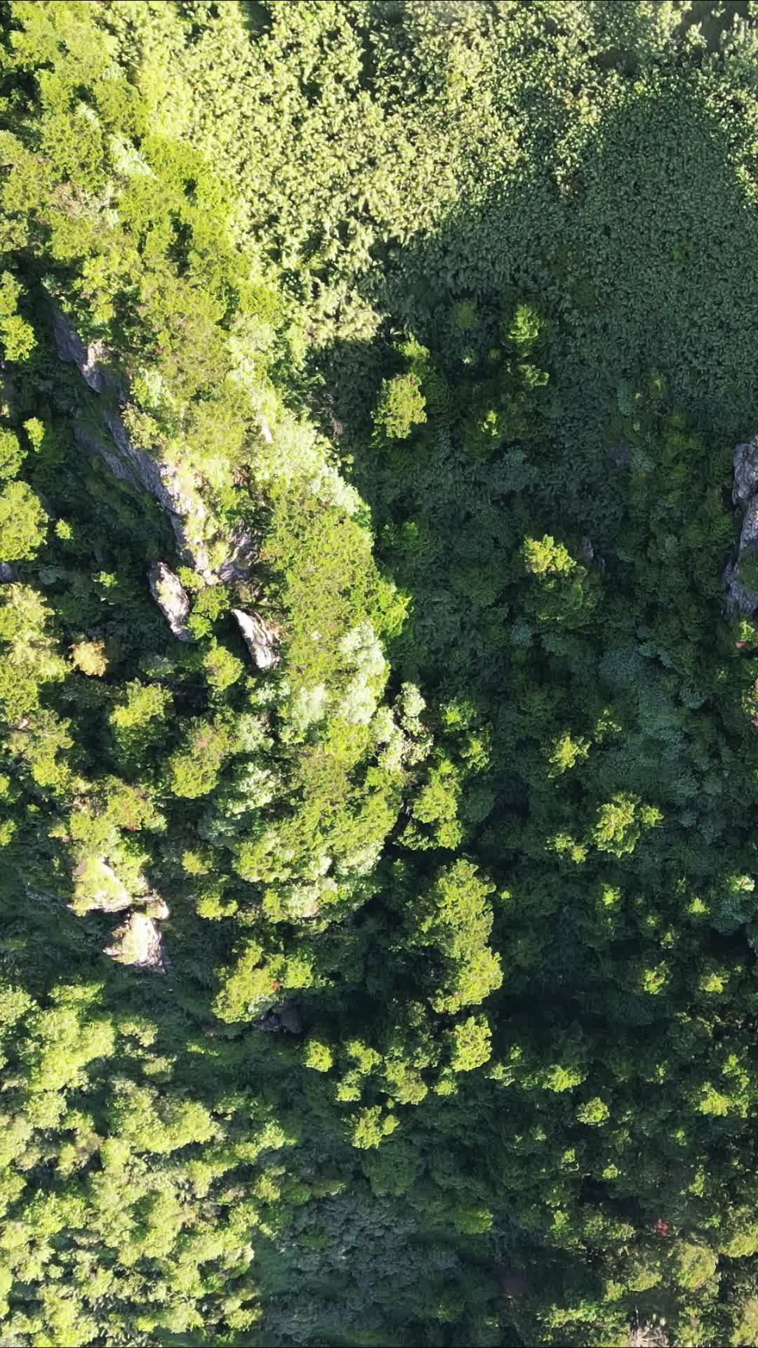 航拍湖北神农架景区大山森林视频的预览图