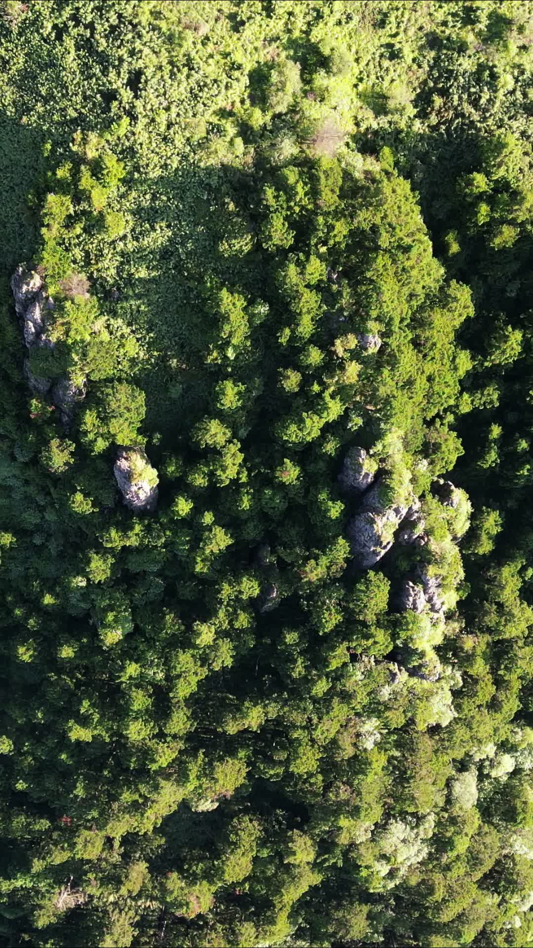 航拍湖北神农架景区大山森林视频的预览图