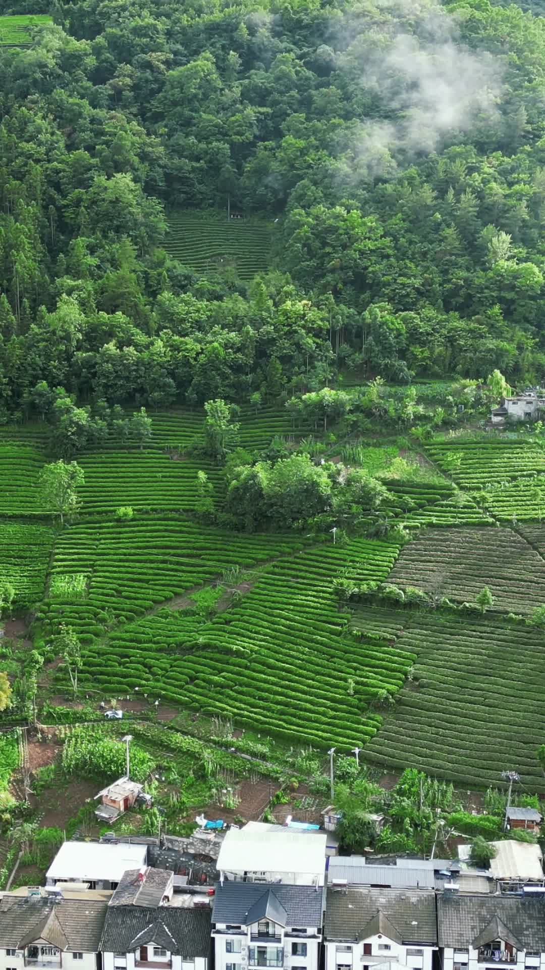 航拍农业种植茶园视频的预览图