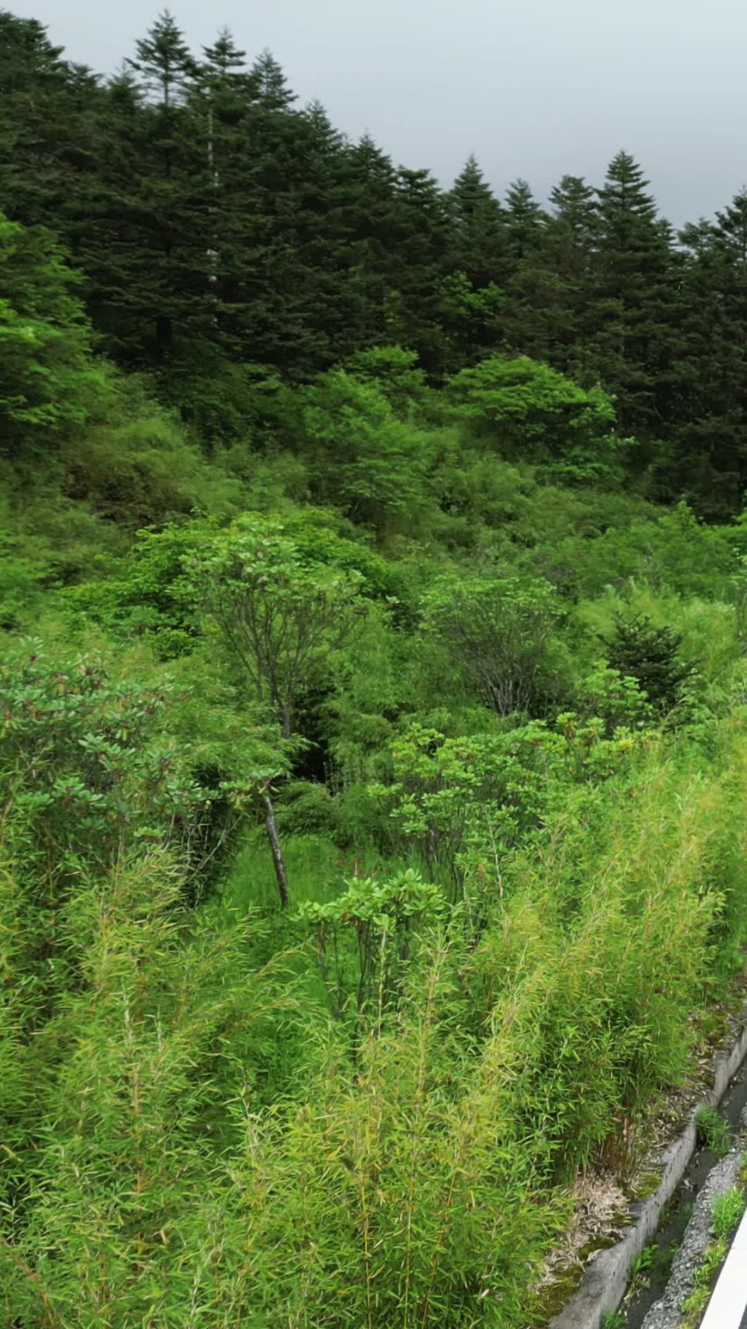 航拍湖北神农架景区神农营视频的预览图