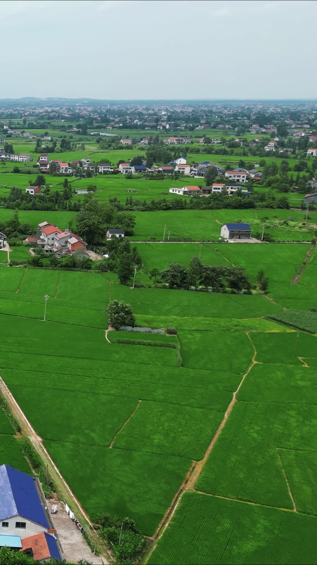 美丽乡村田园农业种植竖屏航拍视频的预览图
