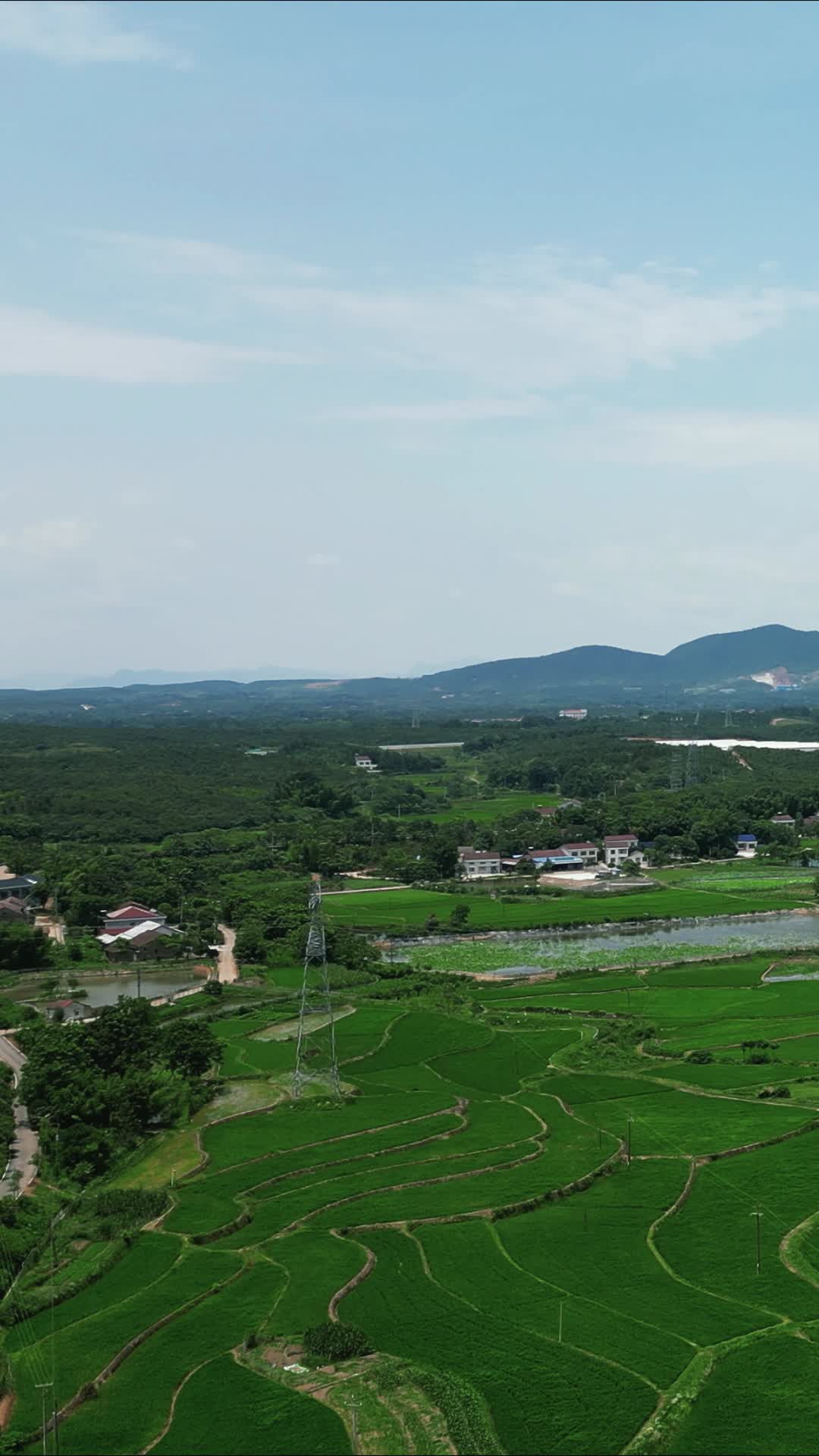 绿色农田水稻种植竖屏航拍视频的预览图