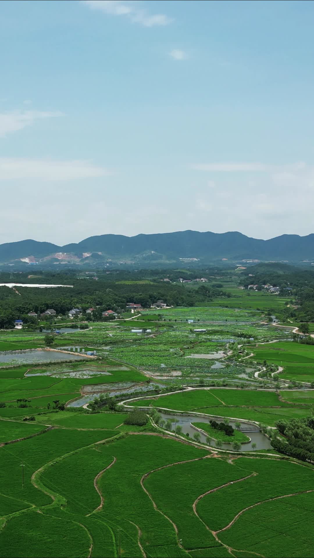 绿色农田水稻种植竖屏航拍视频的预览图