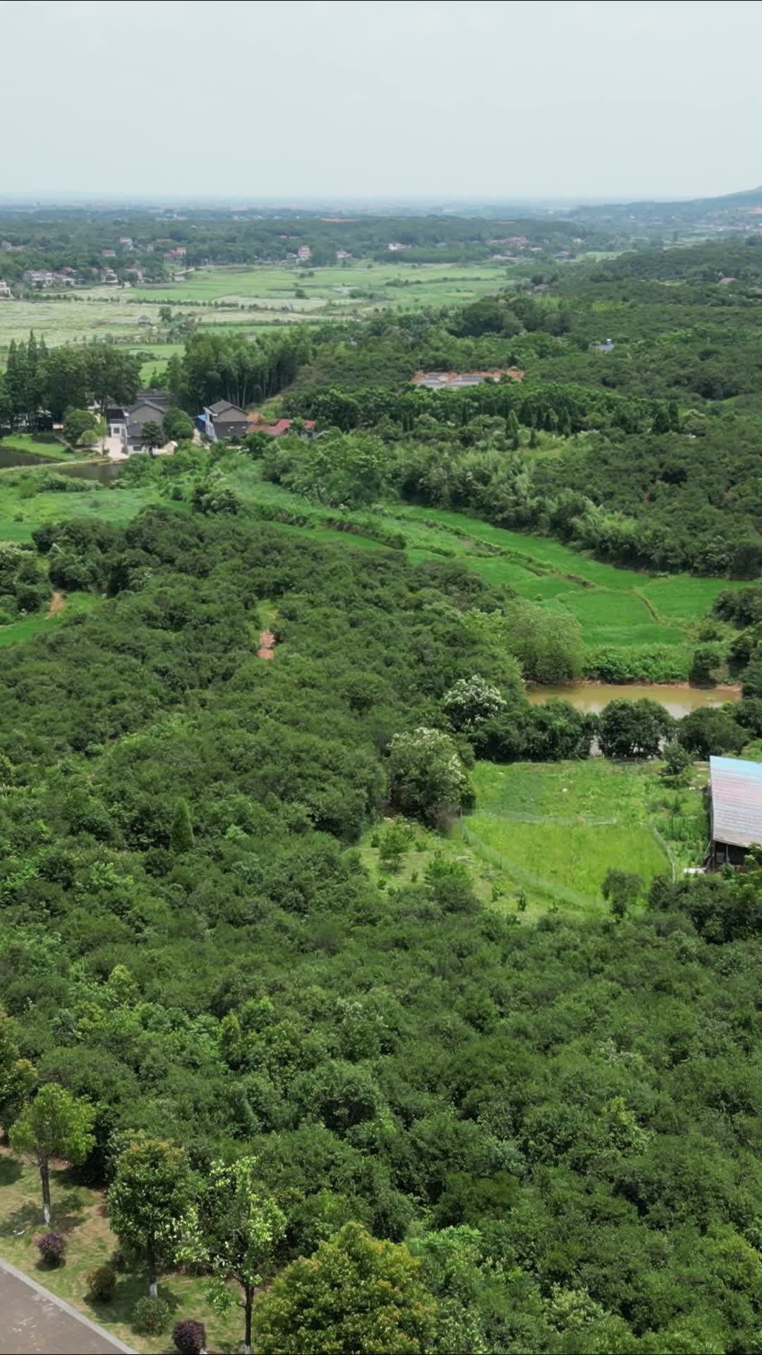 绿水植物农业种植竖屏航拍视频的预览图