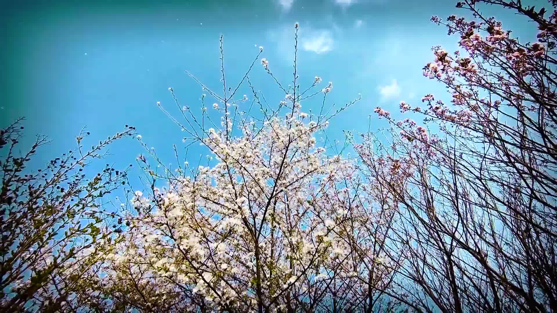 在春分时节漫步在樱花树下视频的预览图