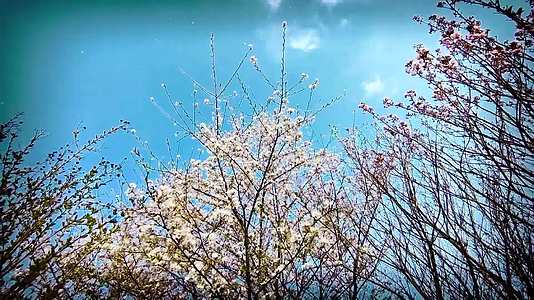 在春分时节漫步在樱花树下视频的预览图