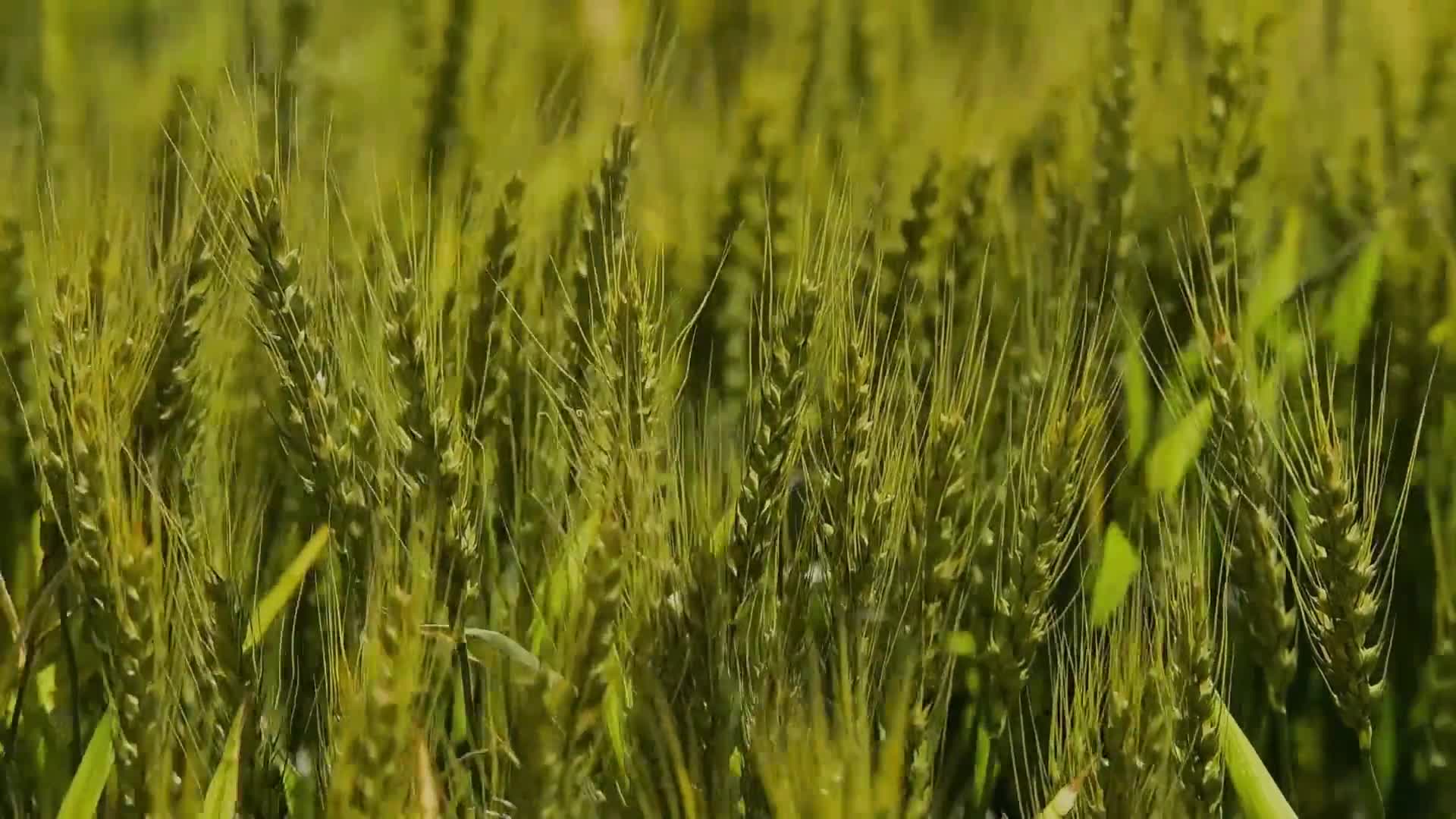 金黄唯美农业麦田小麦摇曳特写视频视频的预览图