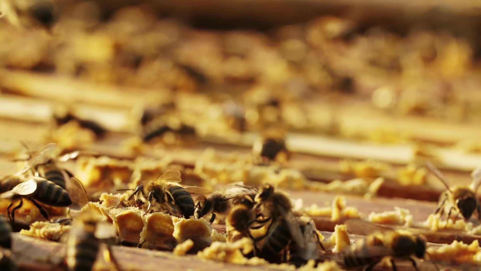 蜂房蜜蜂酿造蜂蜜特色农业养殖视频视频的预览图