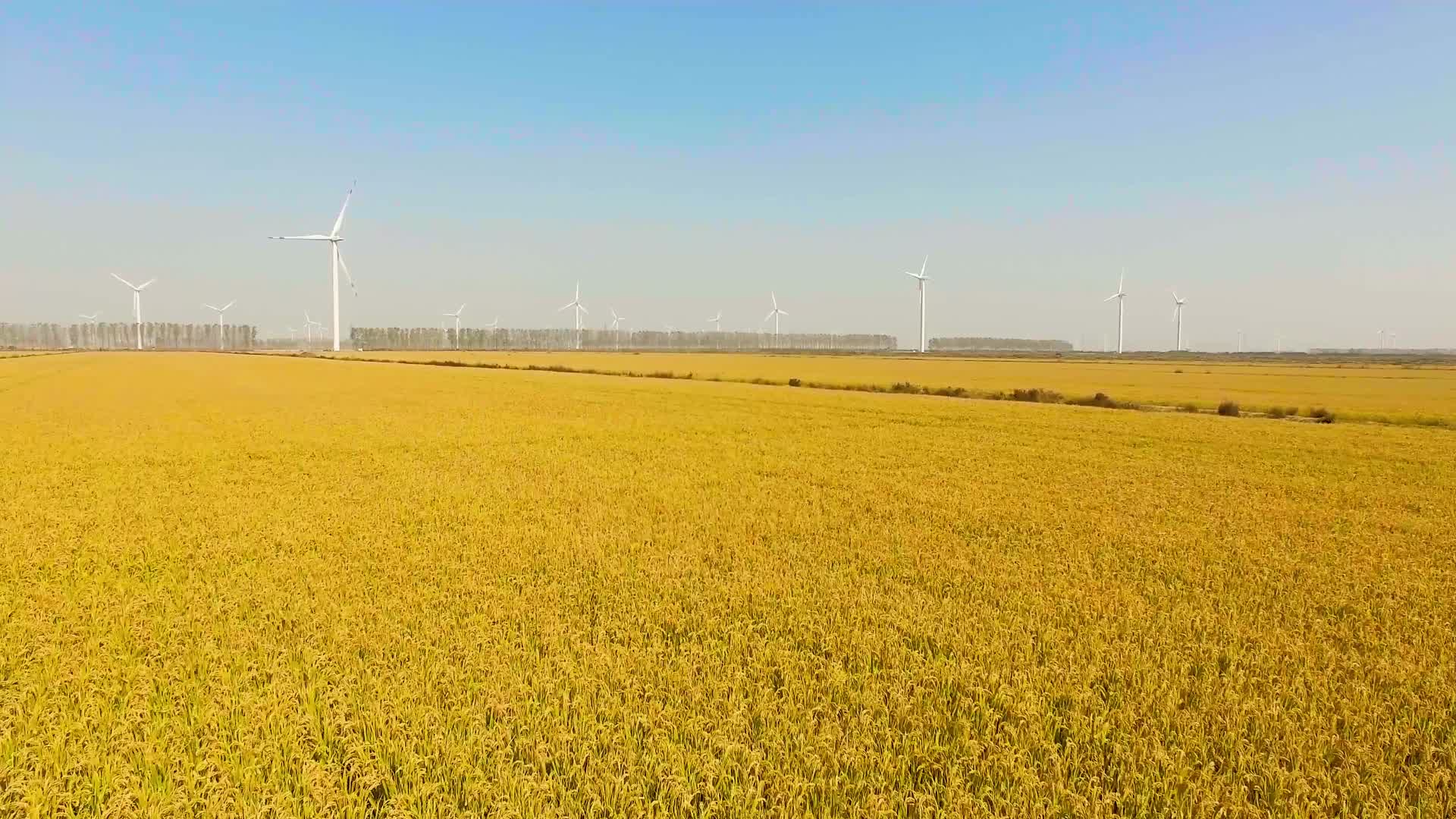 4K航拍农场水稻成熟稻穗视频下载视频的预览图
