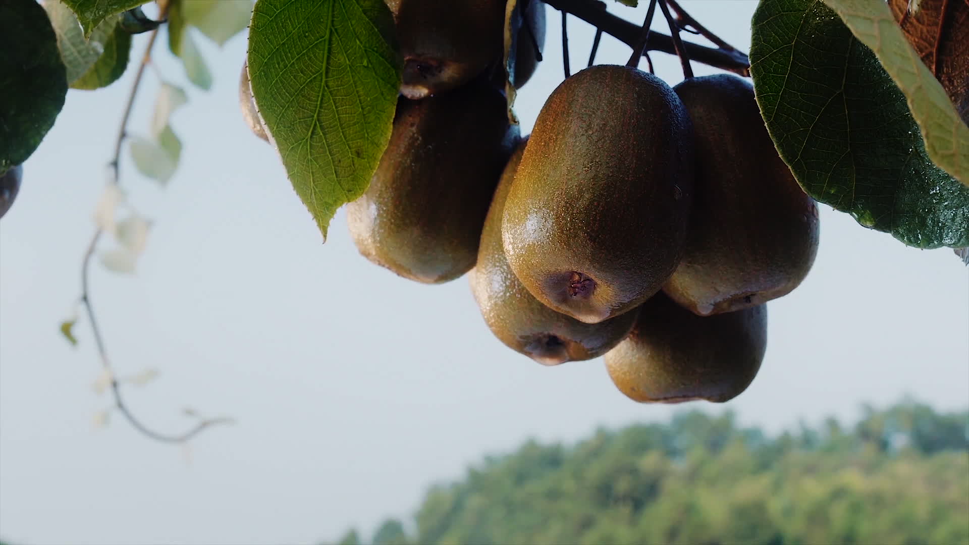 红心猕猴桃原生态水果宣传片视频的预览图