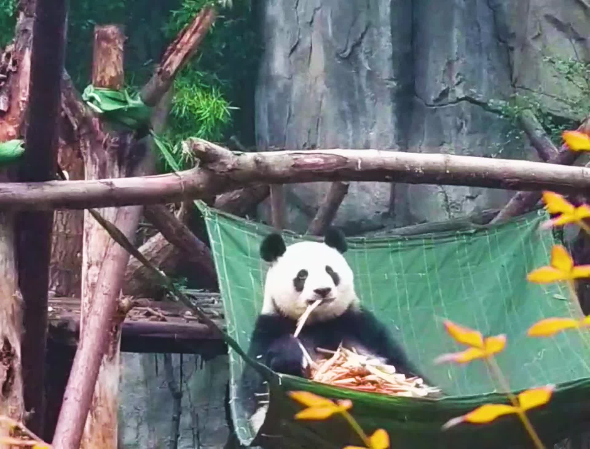 大熊猫干饭记录视频的预览图