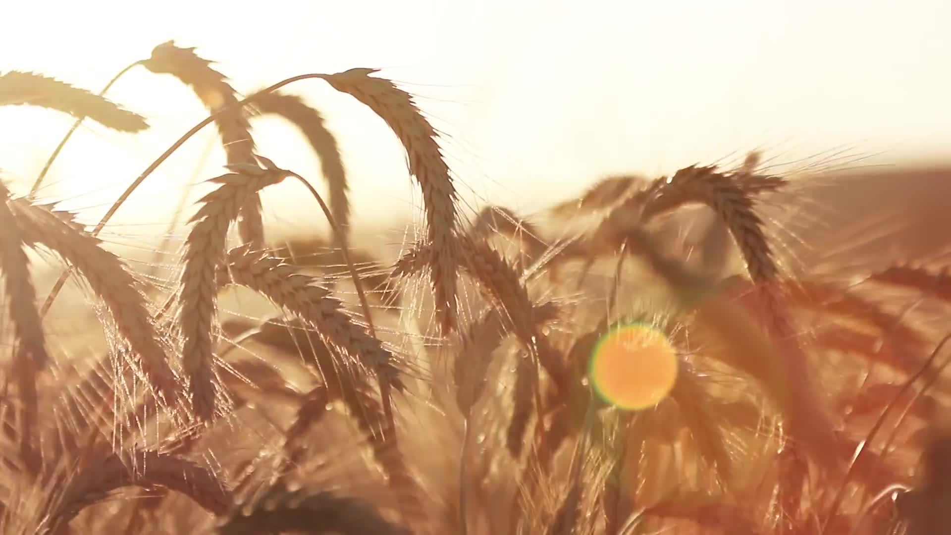 风吹动金色麦浪麦苗视频视频的预览图