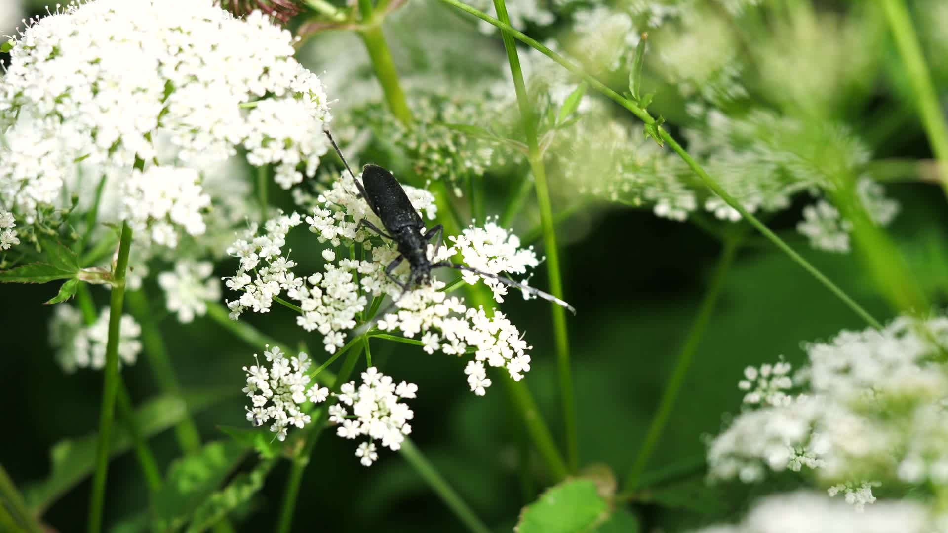 白色野花野胡萝卜花蛇床子花上的甲虫天牛视频的预览图