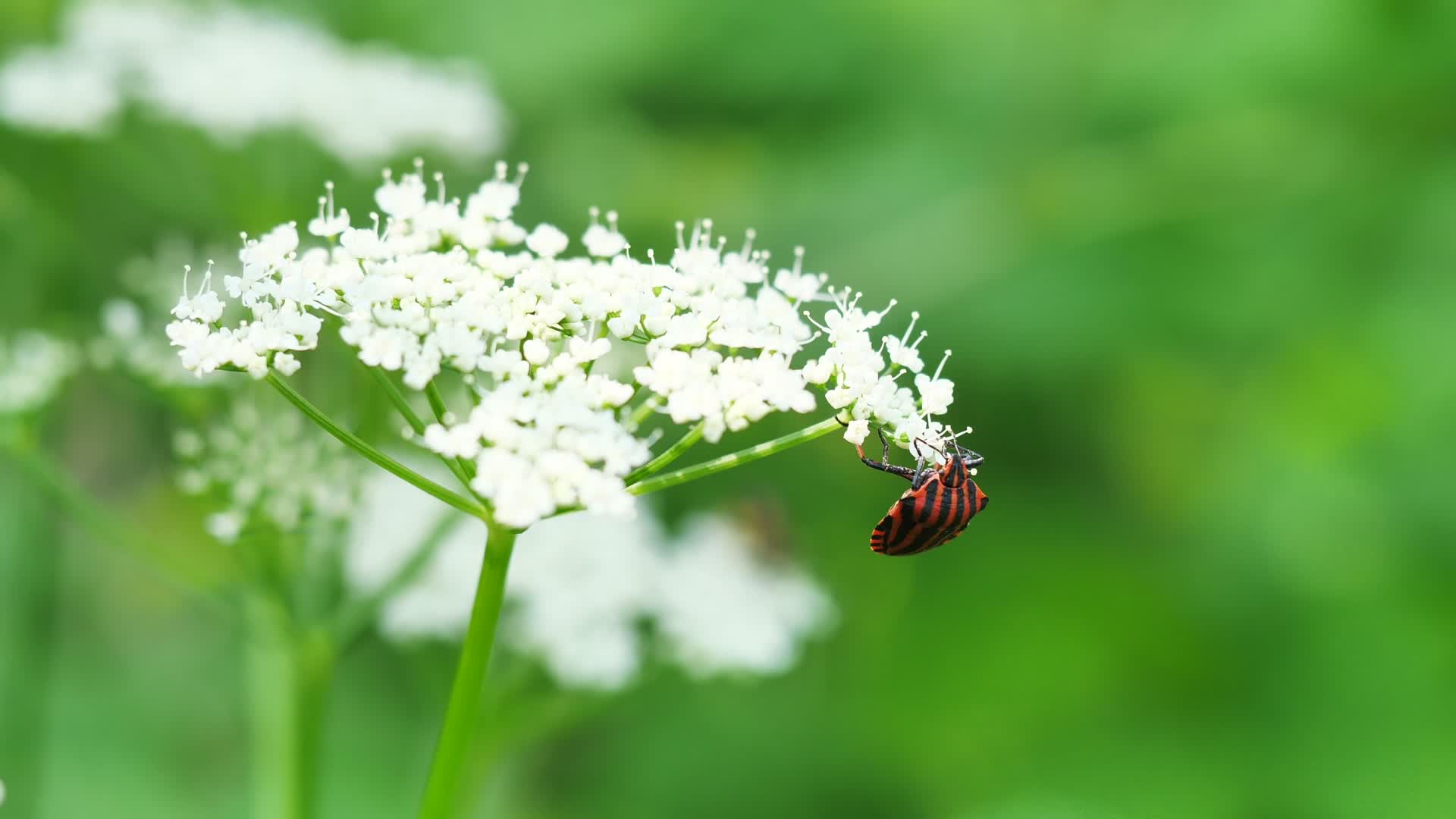 白色野花野胡萝卜花蛇床子花上的甲虫天牛视频的预览图
