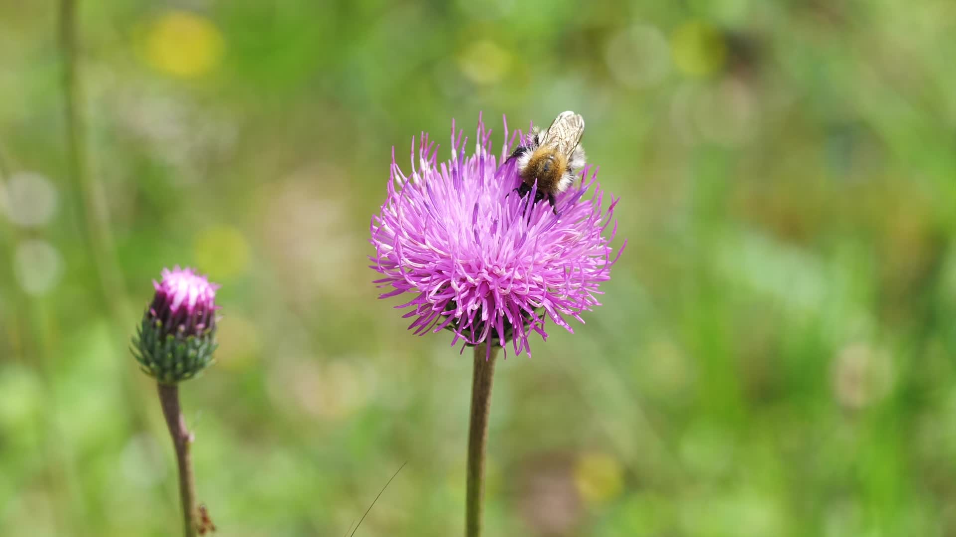 野草蓟草花骨朵上面的甲虫蝴蝶蜜蜂采蜜视频的预览图