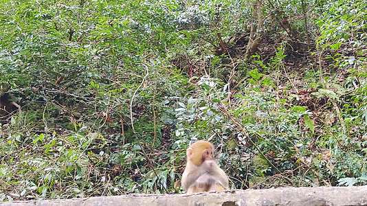 小猕猴吃橘子视频的预览图