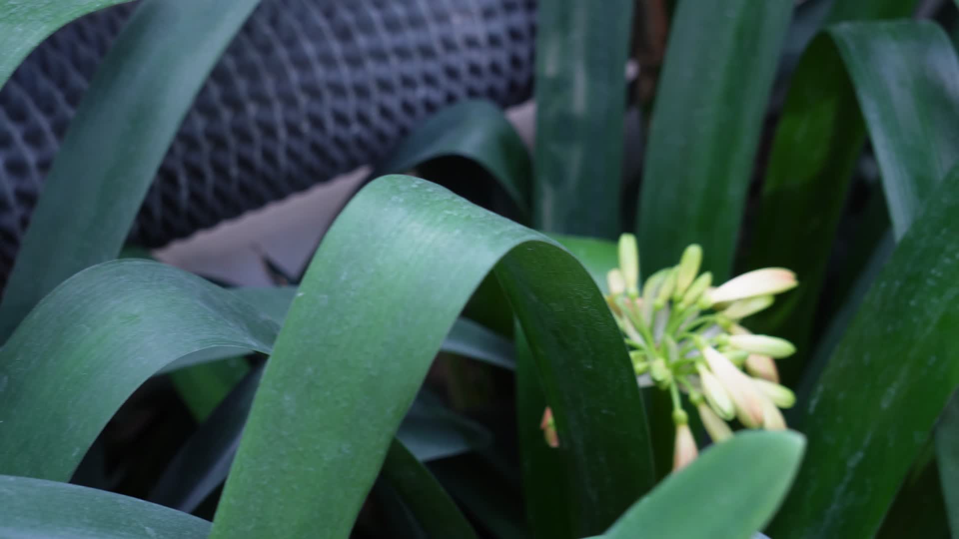 君子兰兰花绿植花卉视频的预览图