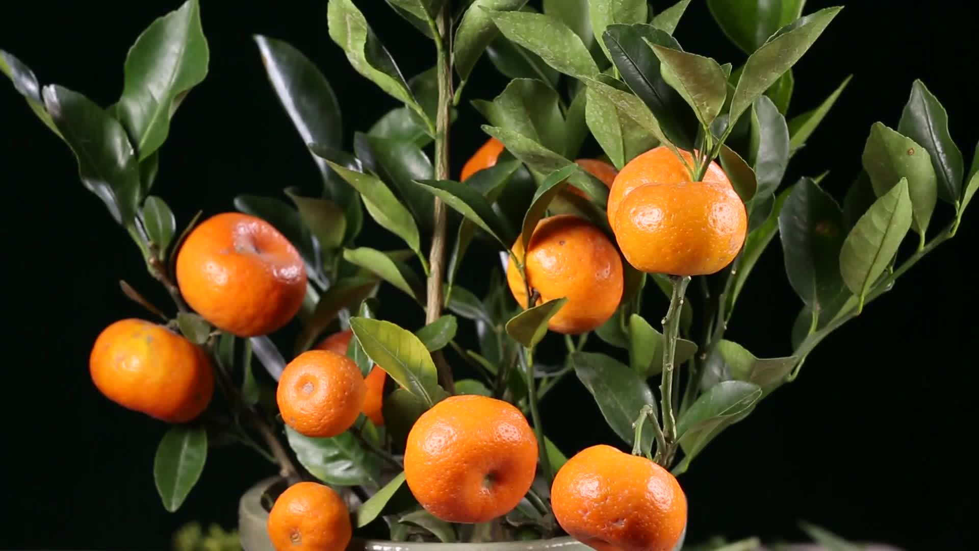 镜头合集金桔橘子观赏蜜桔冰糖橘视频的预览图