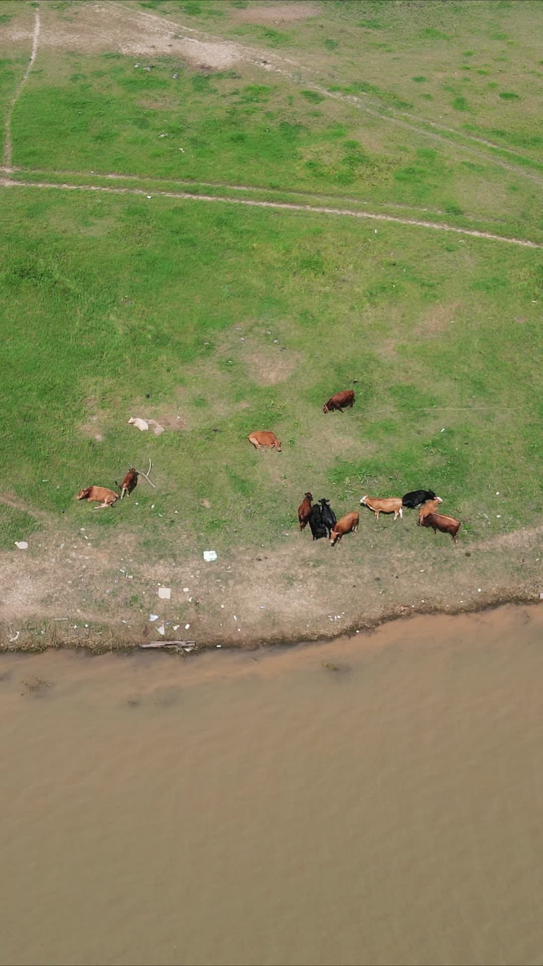 航拍河边牛羊成群动物竖屏视频的预览图