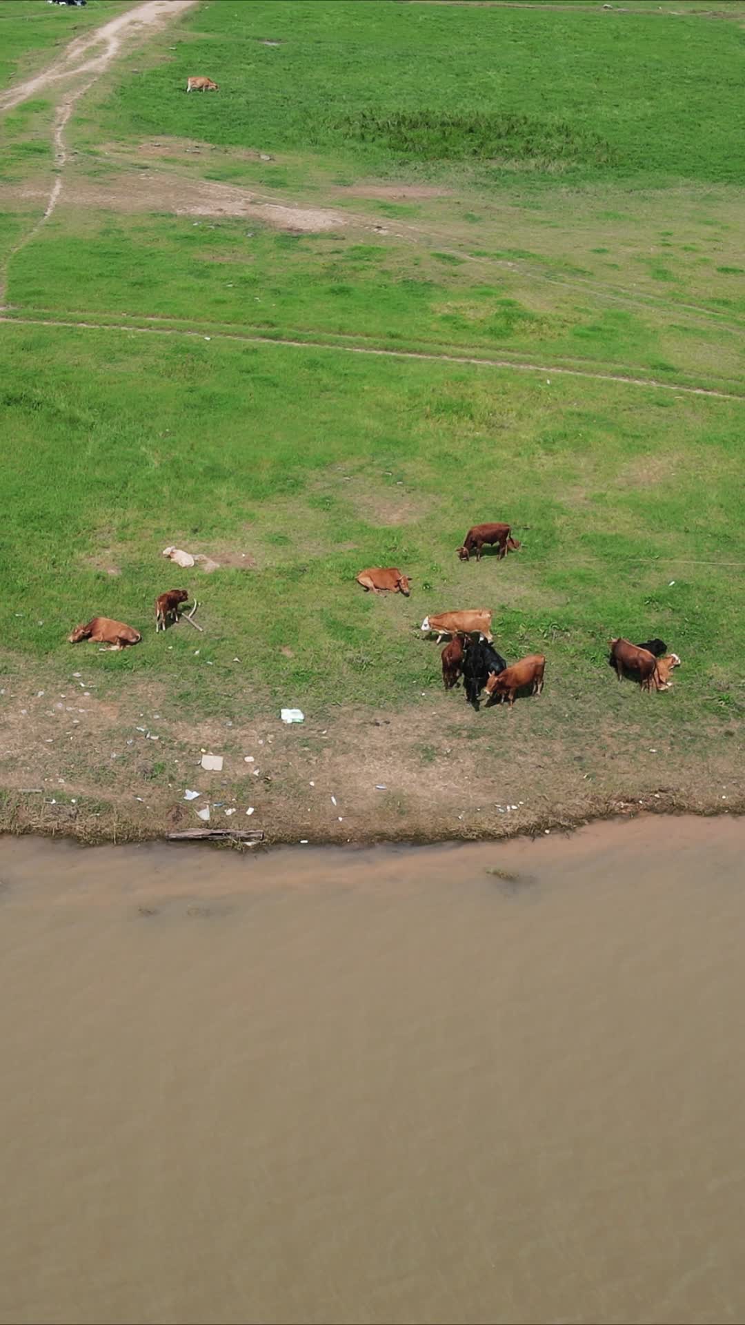 航拍河边牛羊成群动物竖屏视频的预览图