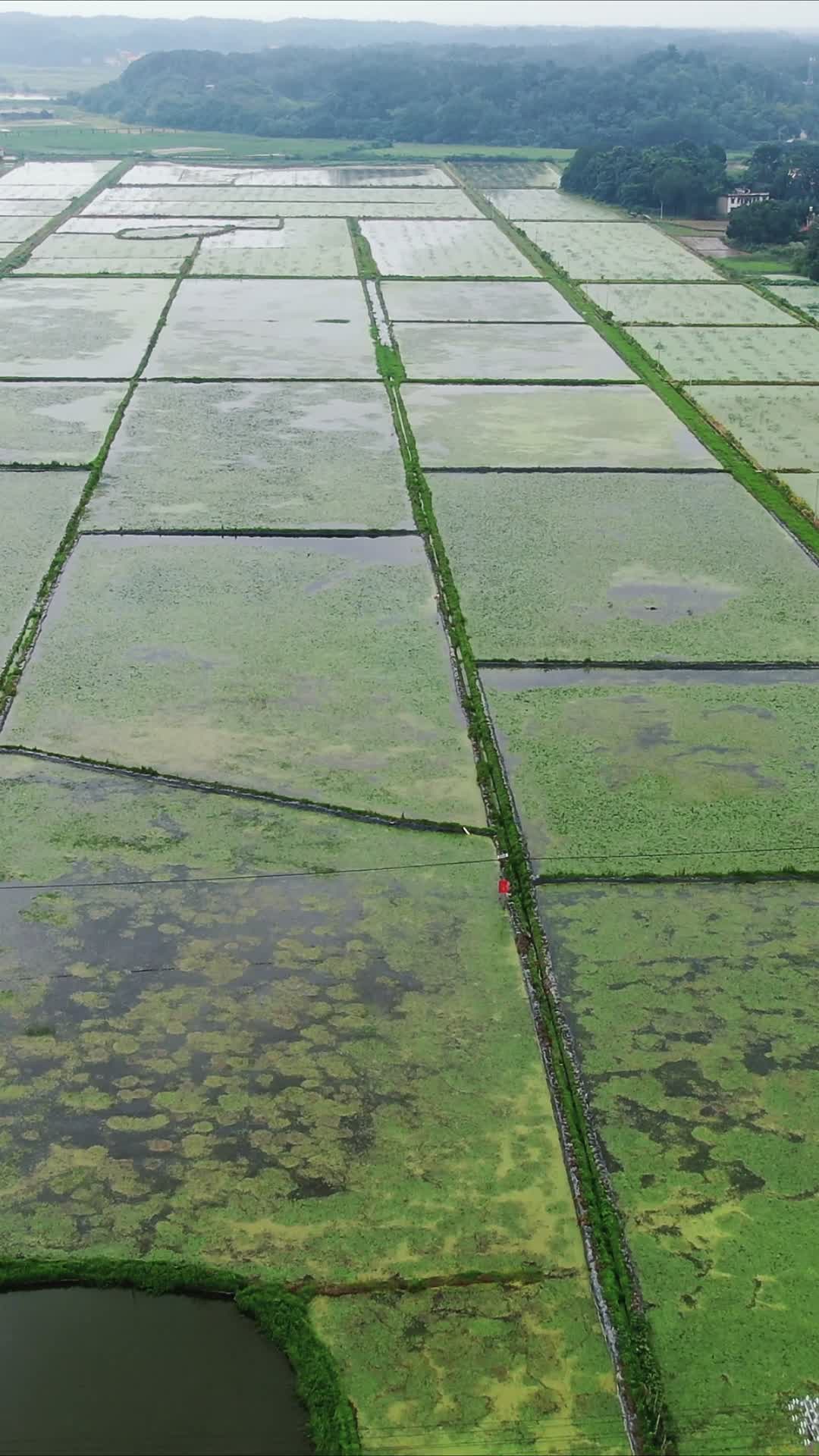 南方水田农业种植竖屏航拍视频的预览图
