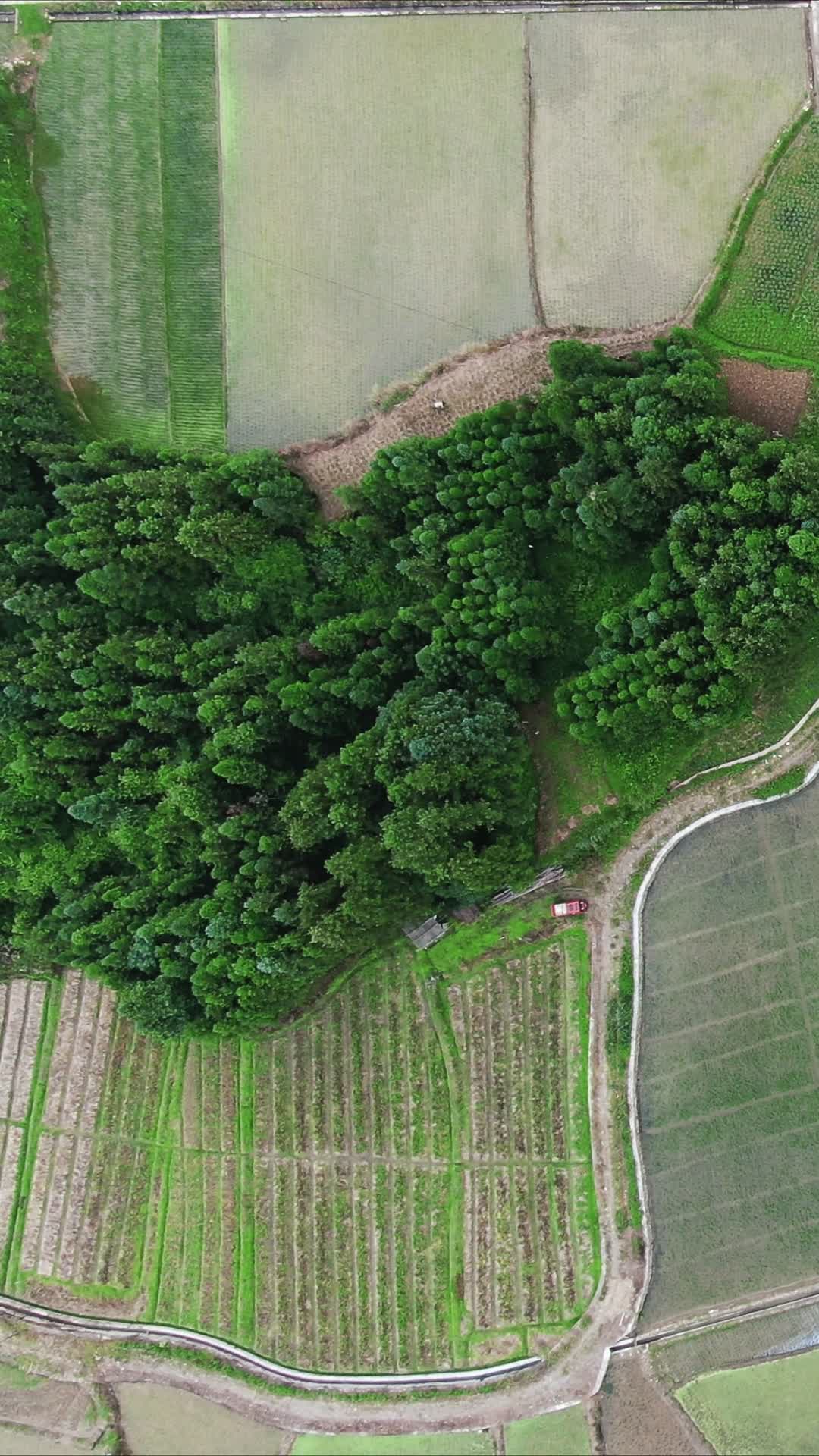 俯拍绿色农田水稻种植竖屏视频的预览图