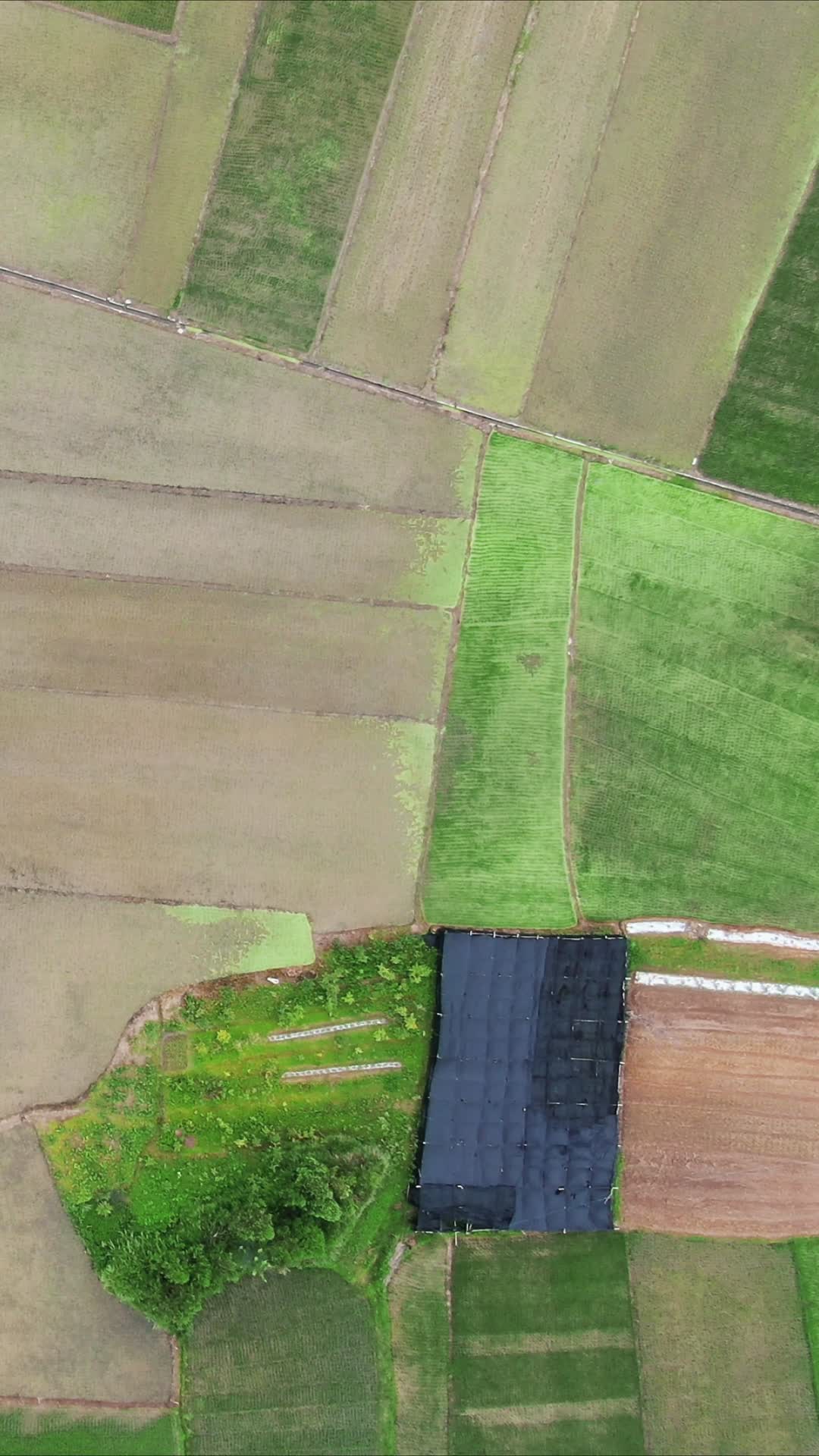 俯拍绿色农田水稻种植竖屏视频的预览图