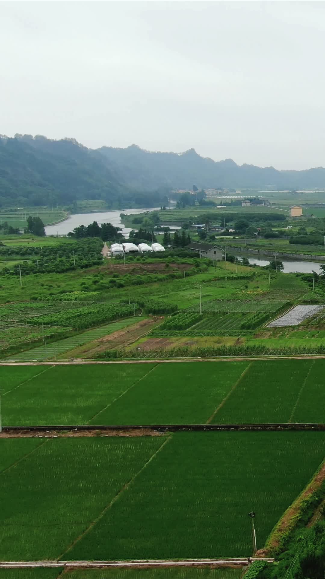 绿油油杂交水稻农业种植竖屏航拍视频的预览图