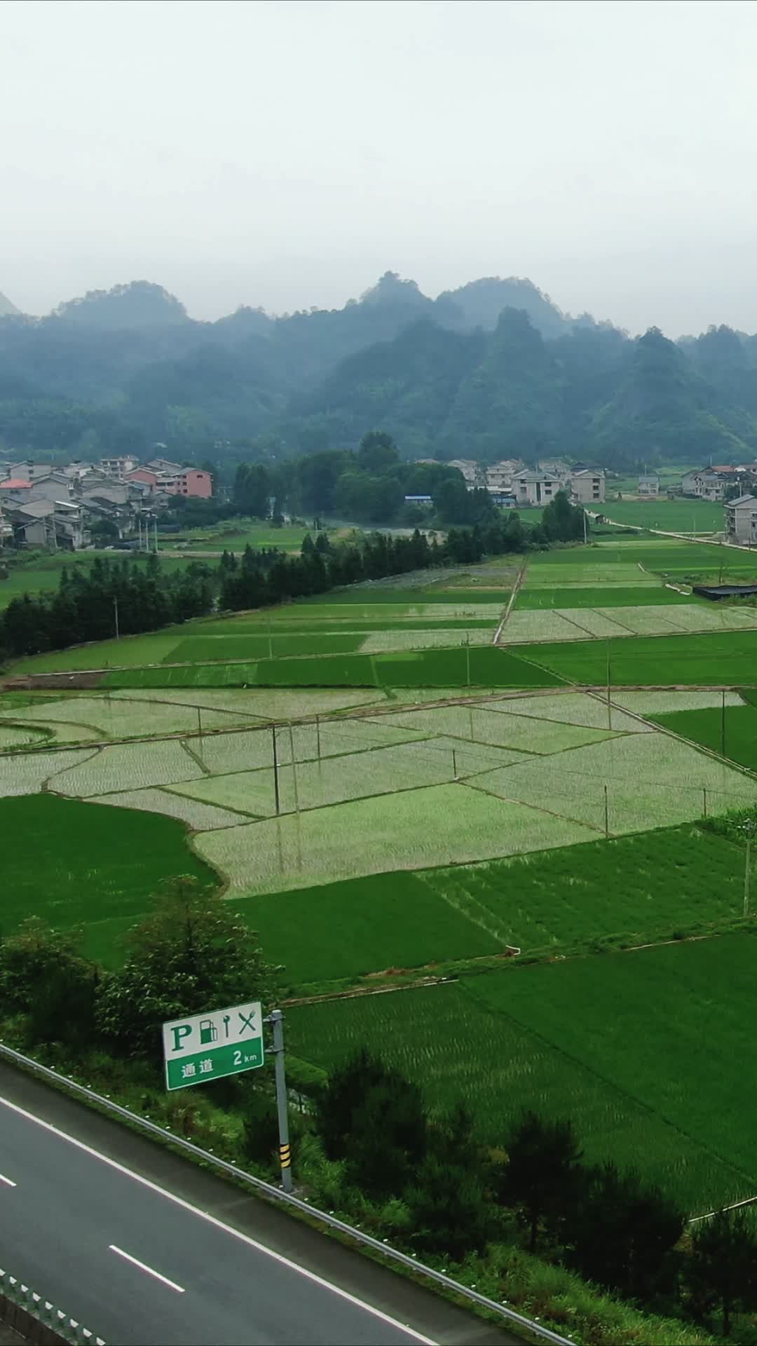 绿油油杂交水稻农业种植竖屏航拍视频的预览图