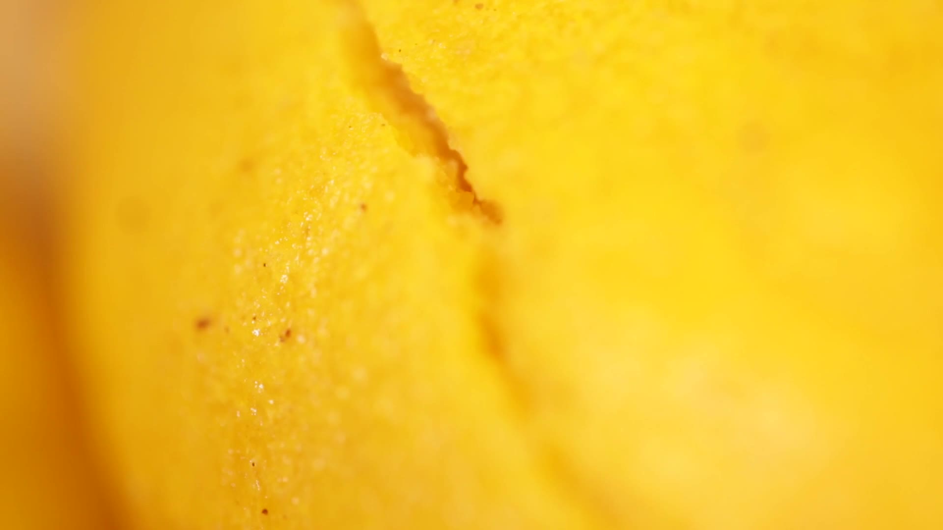 镜头合集掰开一个干硬的棒子面玉米面饼视频的预览图