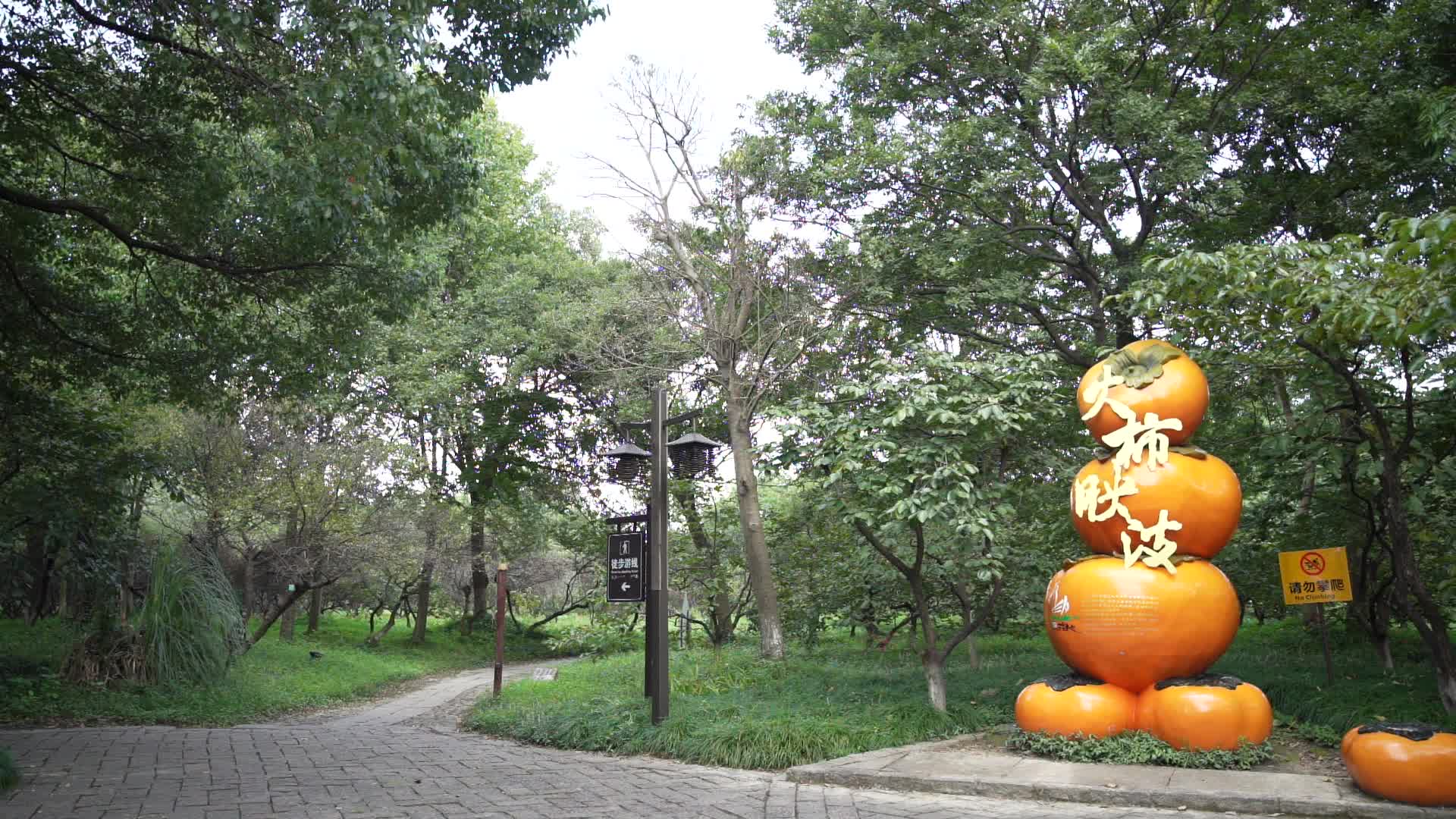 杭州西溪国家湿地公园火柿映波视频的预览图