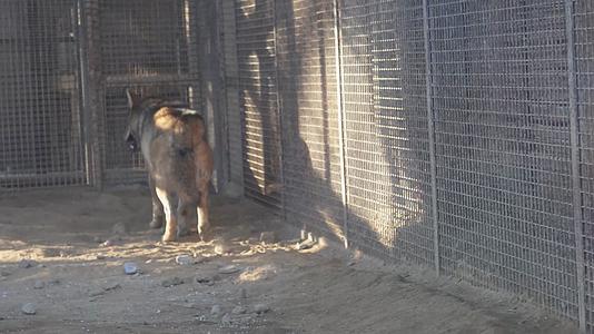 镜头合集动物园里的藏狐和狼视频的预览图