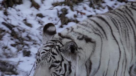 镜头合集白虎虎年瑞兽祥瑞吉祥野生动物视频的预览图