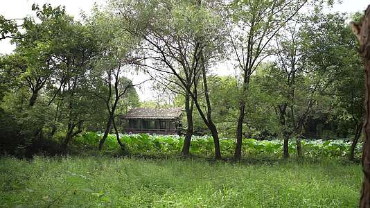杭州西溪国家湿地公园绮云馆视频的预览图