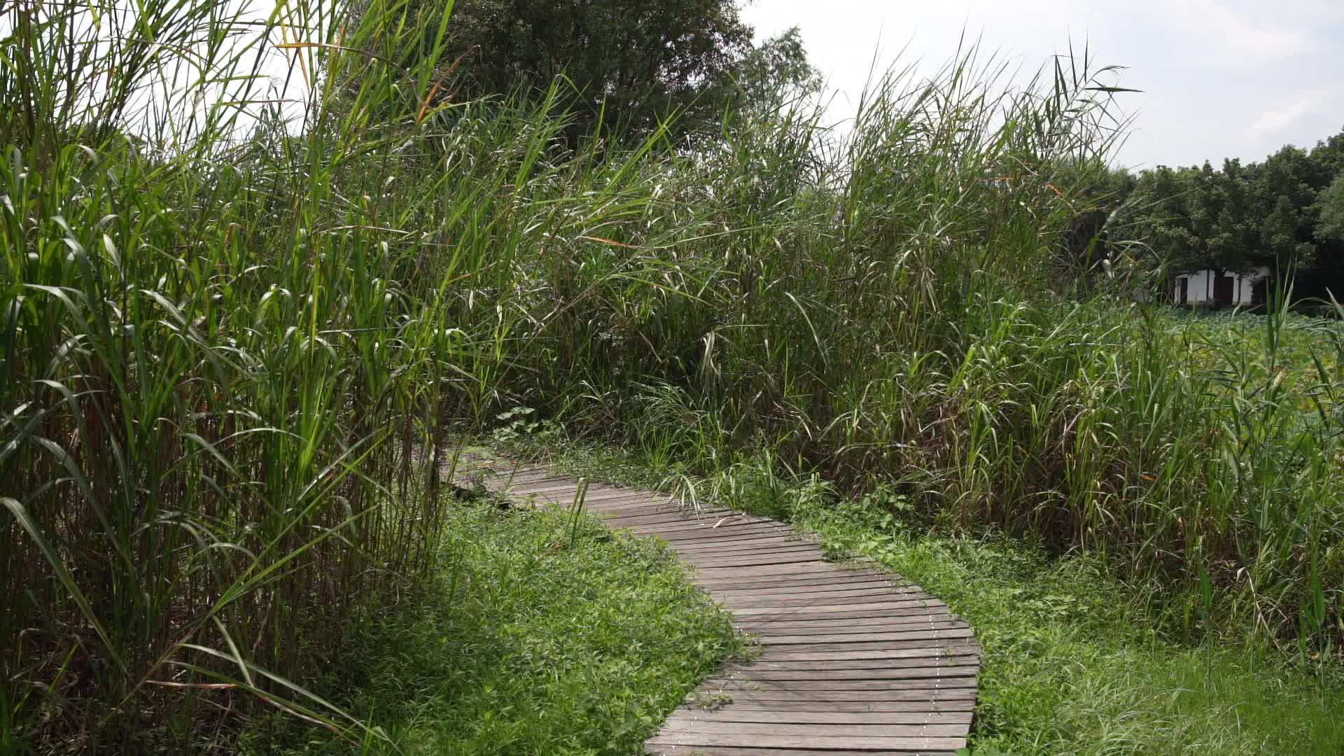 杭州西溪国家湿地公园周家村入口视频的预览图