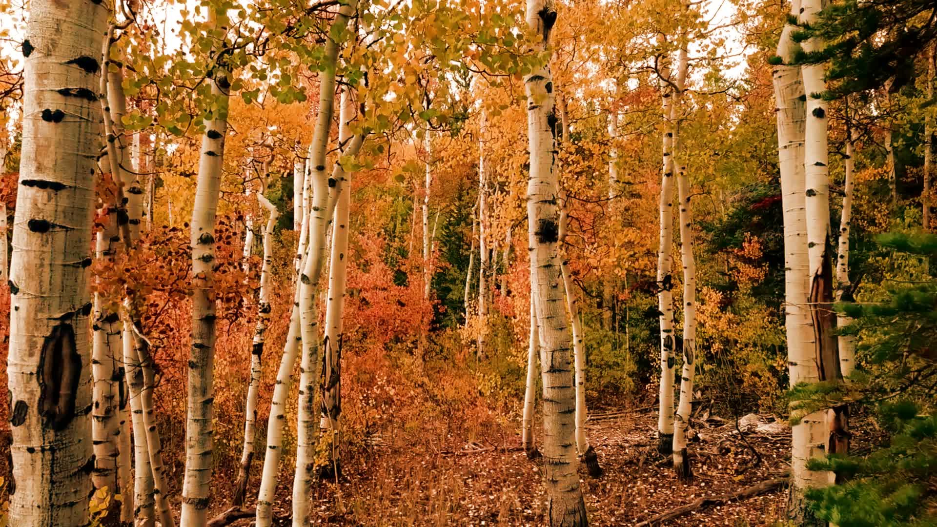 秋天金黄的白桦树林山间的草木阔叶林4K高清实拍视频视频的预览图