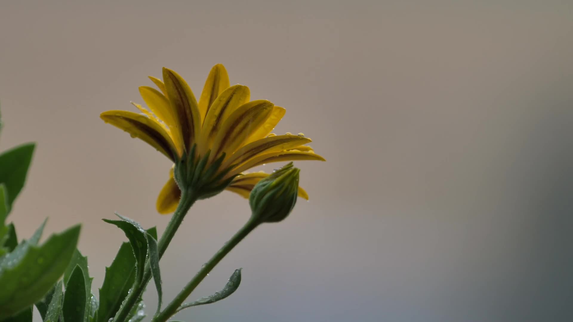 蒲公英黄色花朵在雨中绽放视频的预览图