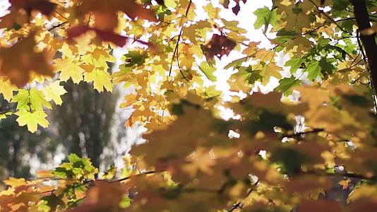 秋天美丽的橘红色的枫叶树在风中吹着阳光沐浴阳光视频的预览图