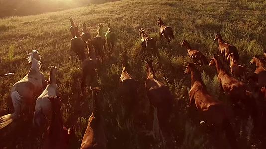 野马奔跑在背景山的草原上奔跑的马群日落黄昏视频的预览图