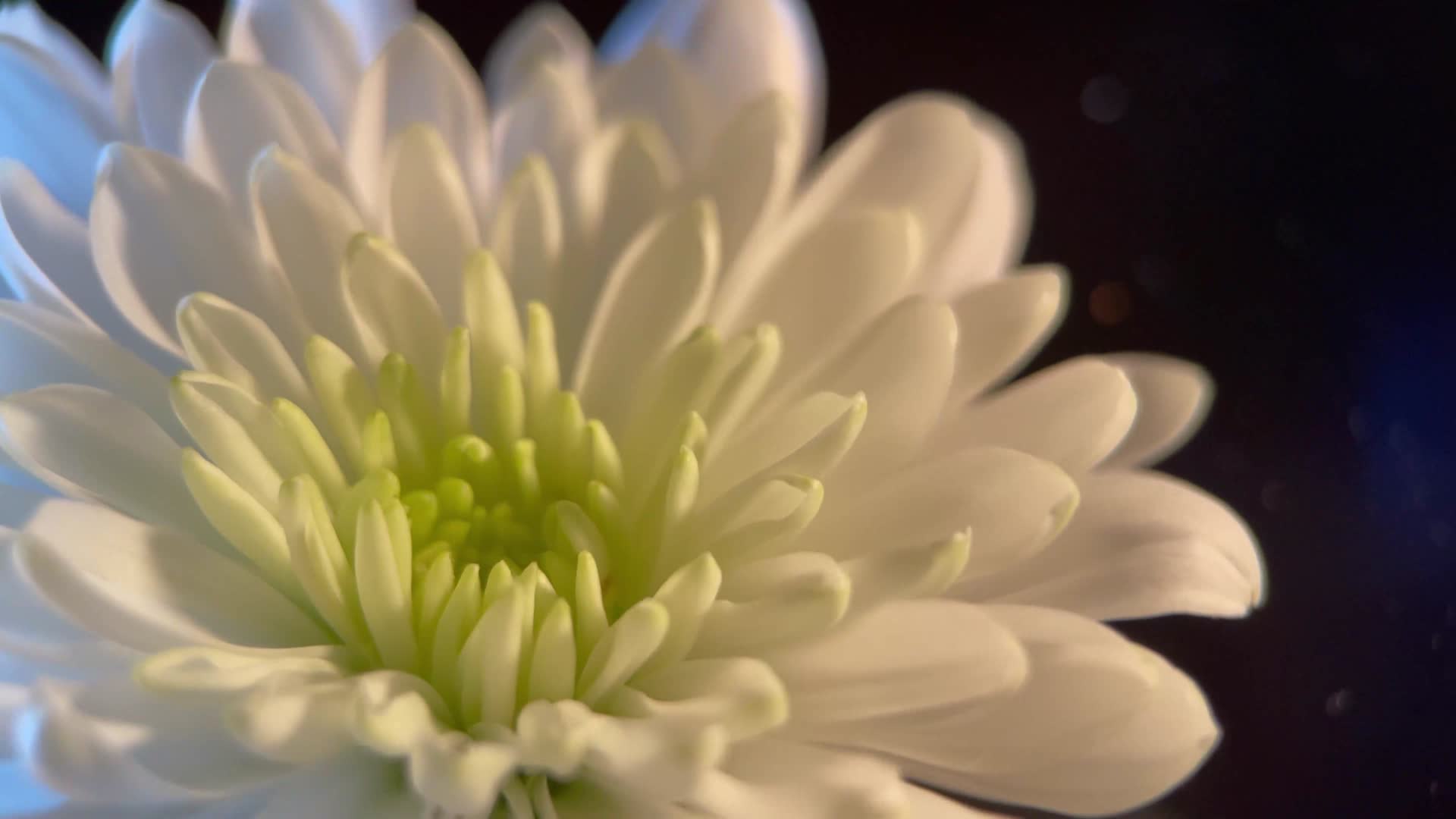 镜头合集微距鲜花摄影白菊花视频的预览图