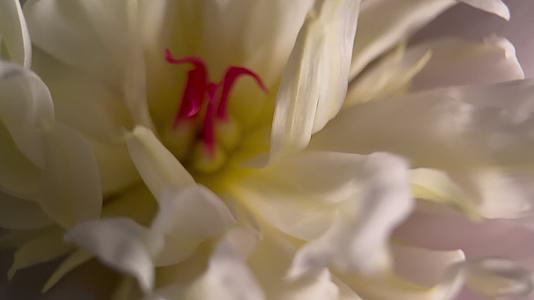 镜头合集鲜花芍药洋牡丹花蕊花粉视频的预览图