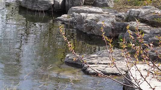 镜头合集旅游湖水湖边植物游客游览视频的预览图