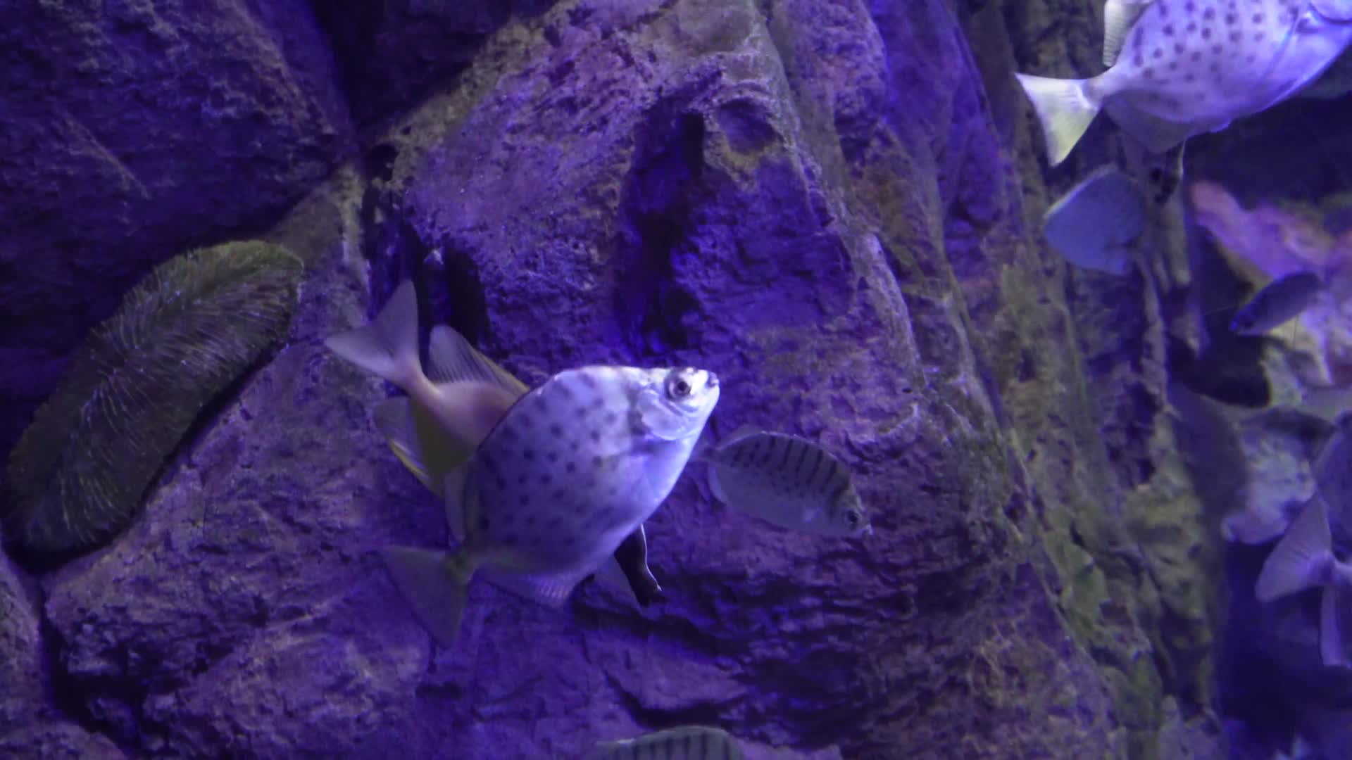 镜头合集深海鱼群小鱼水下海底世界视频的预览图