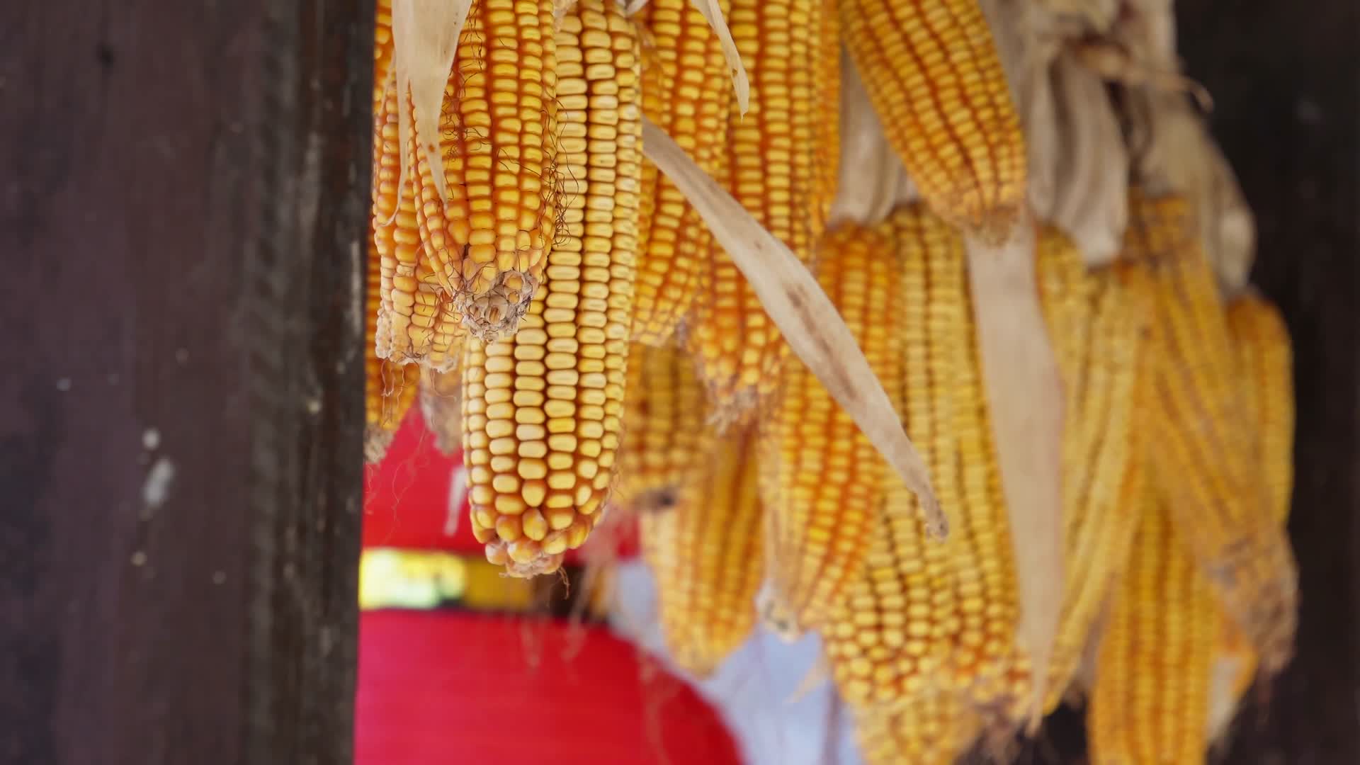 镜头合集特写近景老玉米苞米包谷晾晒视频的预览图
