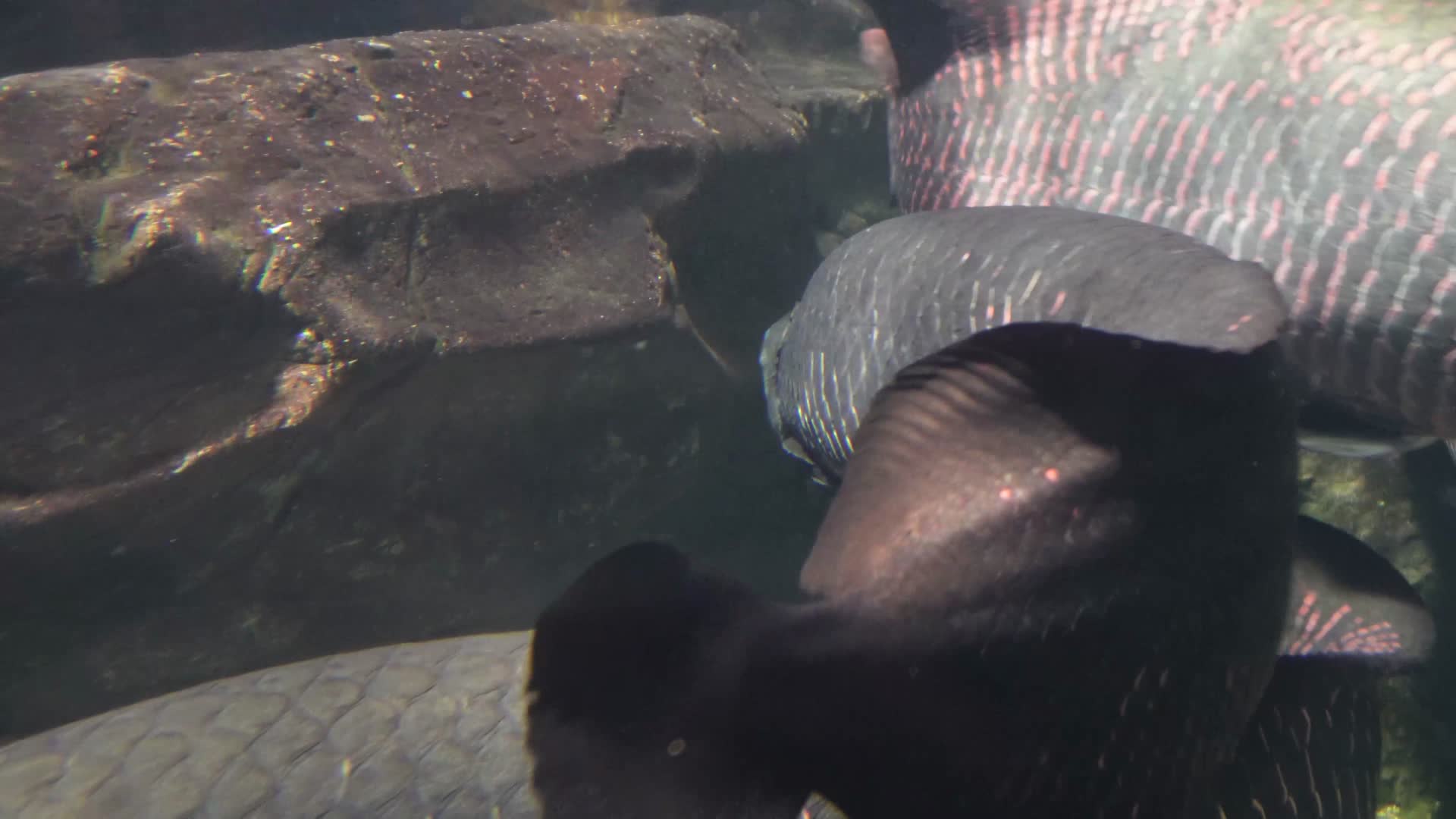镜头合集水族馆水族箱水下鳞片水怪视频的预览图