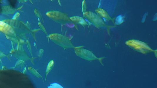 镜头合集潜水员水下表演美人鱼海底视频的预览图