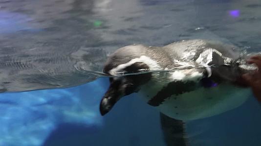 镜头合集水中游动的企鹅游泳视频的预览图