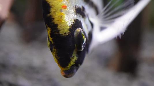 镜头合集微距热带鱼鱼吃食鱼眼睛鱼鳃鱼鳞视频的预览图