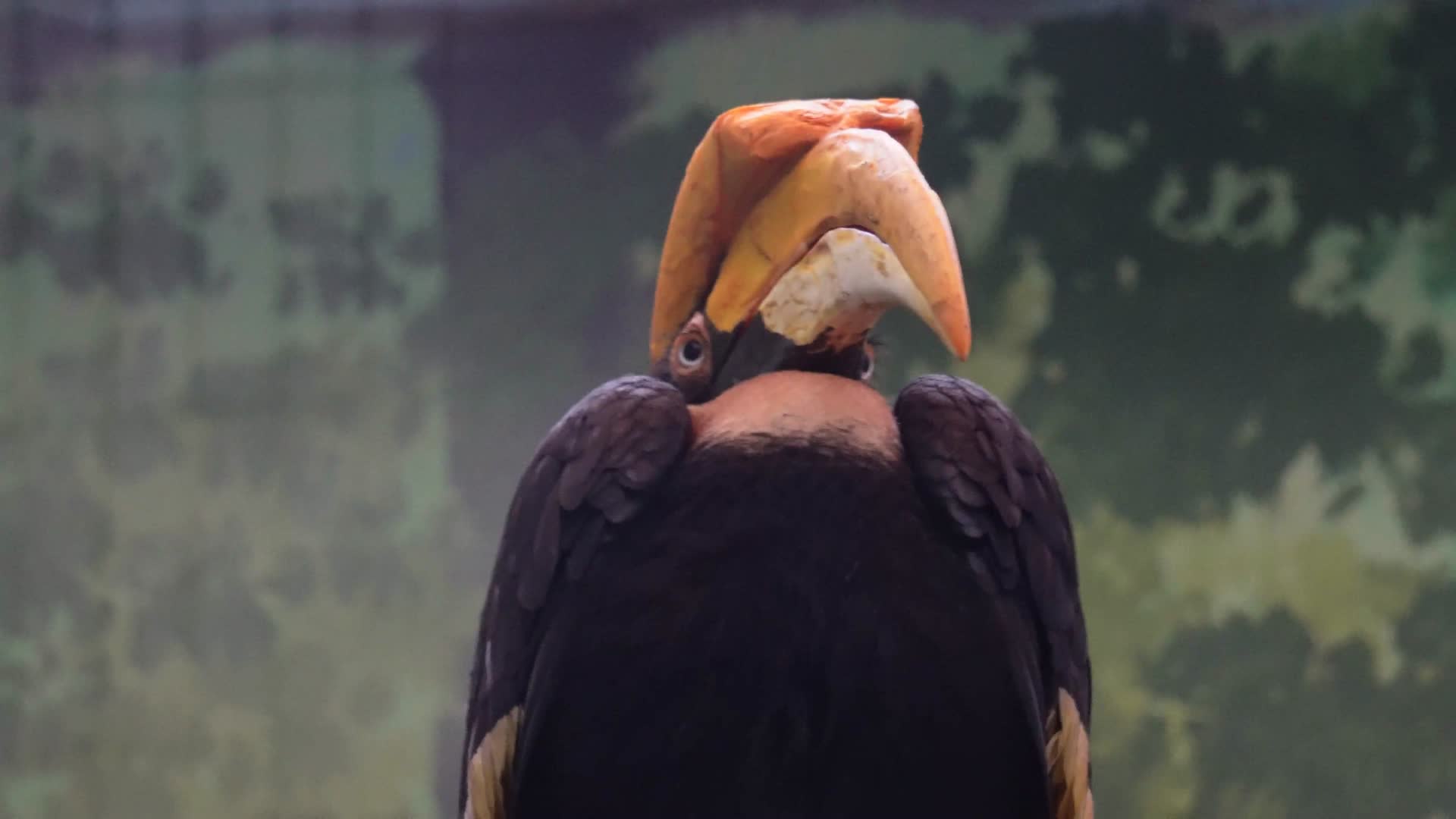 镜头合集国家级濒危物种保护动物犀鸟视频的预览图